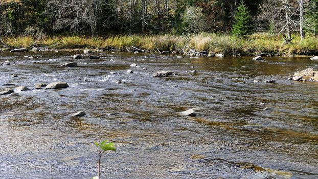 Running Creek Through Rocks and Stones Causing White Water on a Sunny Autumn Day