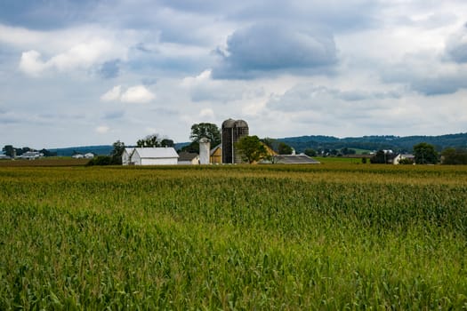 Corn Fields Waiting for Harvest on a Sunny Summer Day