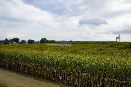 Corn Fields Waiting for Harvest on a Sunny Summer Day