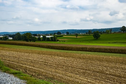 Corn Fields Waiting for Harvest on a Sunny Summer Day