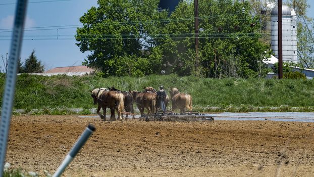 Amish Woman Plowing Field on a Sunny Summer Day
