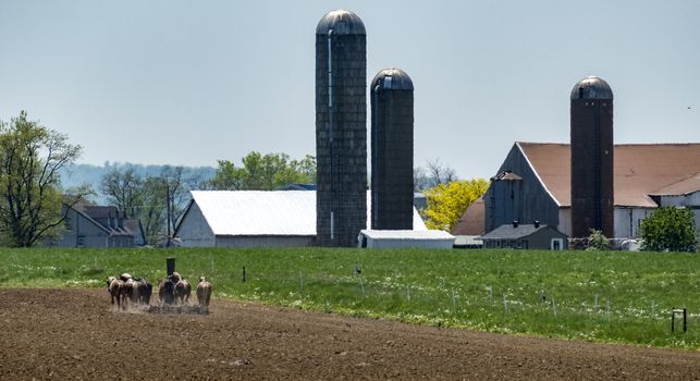 Amish Woman Plowing Field on a Sunny Summer Day