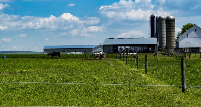 Amish Farm Worker caring for Cows on a Sunny Summer Day