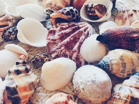 Seashells as summer coastal background, nature and travel concept