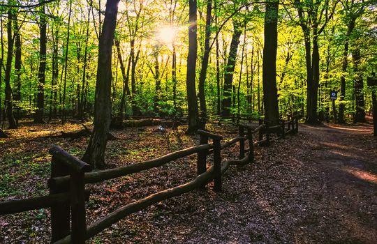 Spring forest landscape at sunset or sunrise, nature and environment