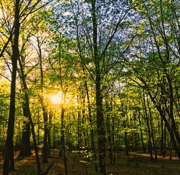 Spring forest landscape at sunset or sunrise, nature and environment