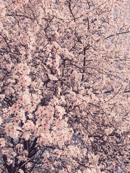 Blooming apple tree flowers in spring as floral background, nature and agriculture