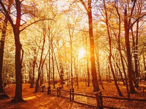 Autumn forest landscape at sunset or sunrise, nature and environment