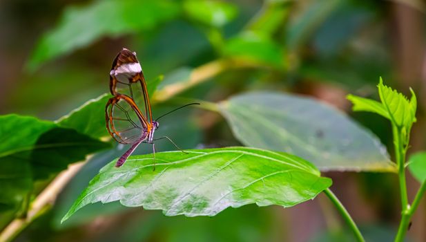 a beautiful glasswing butterfly in macro closeup, tropical insect specie from south America