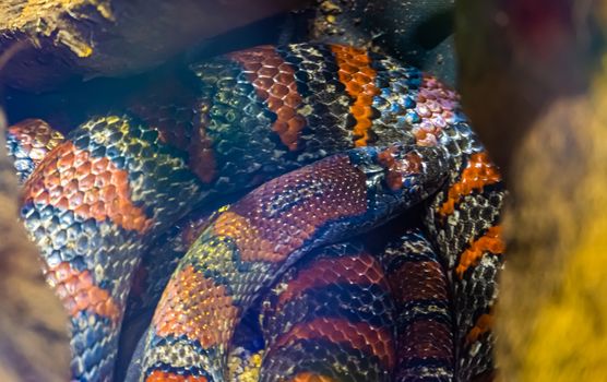 closeup of a coiled up mexican kingsnake, tropical reptile specie from Mexico