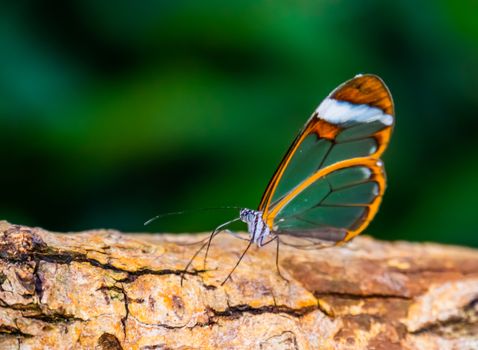 beautiful closeup of a glasswing butterfly, tropical insect specie from south America