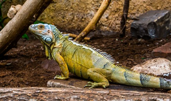 closeup portrait of a green american iguana, popular tropical reptile specie from America