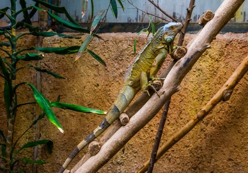 green american iguana, popular tropical reptile specie from America