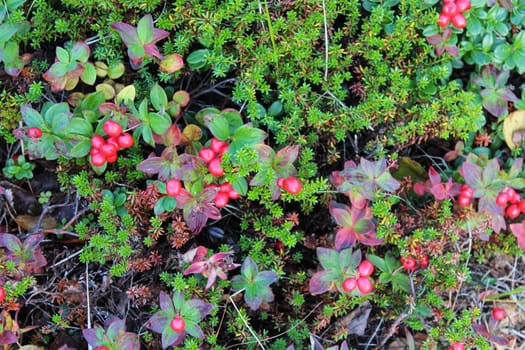 close up of Vaccinium vitis-idaea also know as lingonberry, partridgeberry, mountain cranberry or cowberry