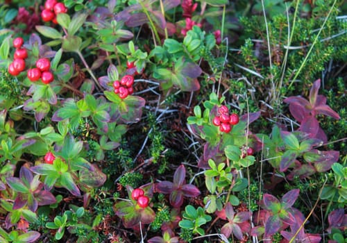 close up of Vaccinium vitis-idaea also know as lingonberry, partridgeberry, mountain cranberry or cowberry