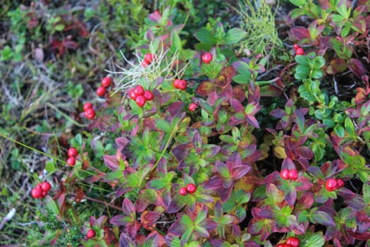 close up of Vaccinium vitis-idaea also know as lingonberry, partridgeberry, mountain cranberry or cowberry