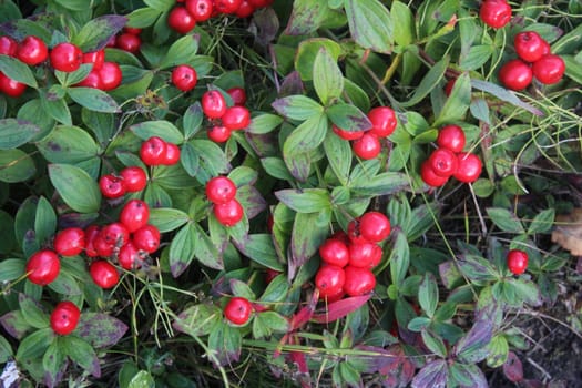 close up of Vaccinium vitis-idaea also know as lingonberry, partridgeberry, mountain cranberry or cowberry