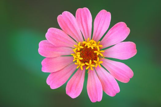 Zinnia lilliput one single garden flower in pink with vibrant yellow stamen and green bokeh background. Full frame close up macro.