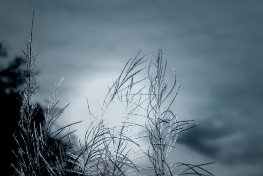Black and white scene of grass flower with dark sky and sunlight. Dreamy background for sad, dead, hopeless, and despair. Death and sad background. Beauty in nature. Grass flower field on blurred sky.