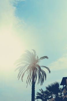 Tropical palm tree leaves in hot summer day as vintage background, summer nature and travel concept