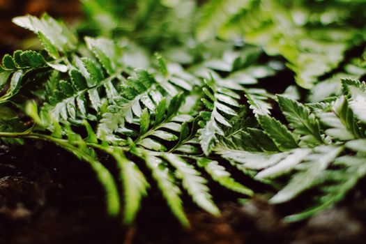 Tropical plant leaves in garden as botanical background, nature and environment close-up