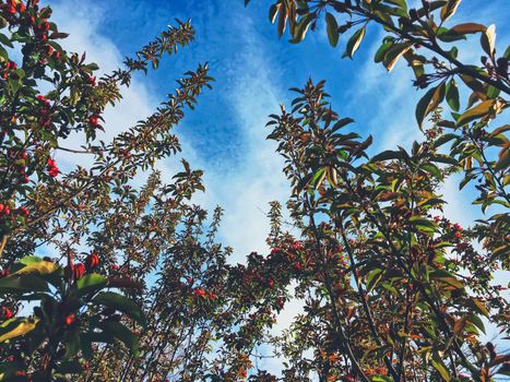 Red berries on tree at sunset in spring, nature and agriculture