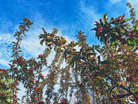 Red berries on tree at sunset in spring, nature and agriculture