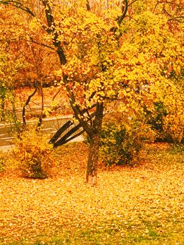 Autumn nature in park, fall leaves and trees outdoors, beautiful season