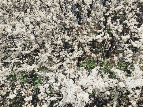 Blooming apple tree flowers in spring as floral background, nature and agriculture