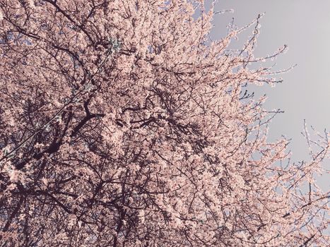 Blooming apple tree flowers in spring as floral background, nature and agriculture