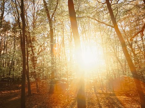 Spring forest landscape at sunset or sunrise, nature and environment