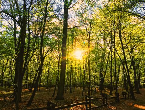 Spring forest landscape at sunset or sunrise, nature and environment