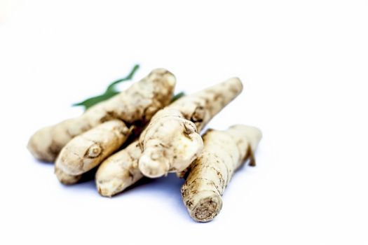 Close up of popular Indian &amp; Asian raw organic herb or ayurvedic herb isolated on white i.e. Amba haldi or Mango ginger or white ginger or Curcuma amada.