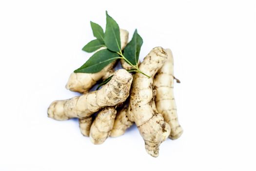 Close up of popular Indian &amp; Asian raw organic herb or ayurvedic herb isolated on white i.e. Amba haldi or Mango ginger or white ginger or Curcuma amada.