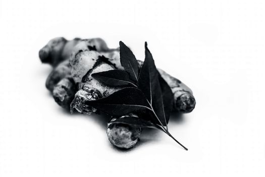 Close up of popular Indian &amp; Asian raw organic herb or ayurvedic herb isolated on white i.e. Amba haldi or Mango ginger or white ginger or Curcuma amada.