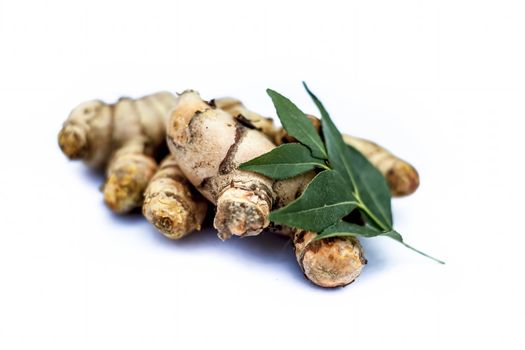 Close up of popular Indian &amp; Asian raw organic herb or ayurvedic herb isolated on white i.e. Amba haldi or Mango ginger or white ginger or Curcuma amada.