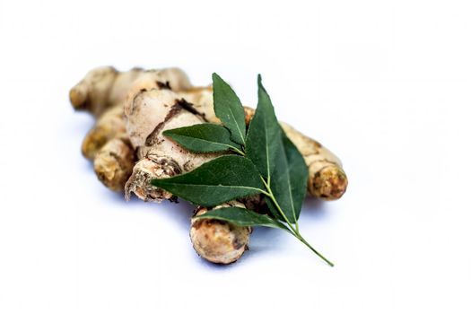 Close up of popular Indian &amp; Asian raw organic herb or ayurvedic herb isolated on white i.e. Amba haldi or Mango ginger or white ginger or Curcuma amada.