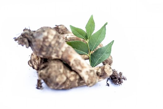 Close up of rare vegetable i.e. roots of jack fruit or Jackfruit roots isolated on white also known as kathal or kathal ki chal or kathal ki gad or kathal ki jed with raw fresh leaves.