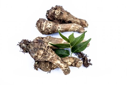 Close up of rare vegetable i.e. roots of jack fruit or Jackfruit roots isolated on white also known as kathal or kathal ki chal or kathal ki gad or kathal ki jed with raw fresh leaves.