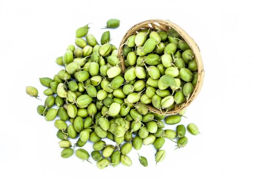 Ginjua or gingua or chick peas or chick pods or Egyptian beans in a clay bowl isolated on white.