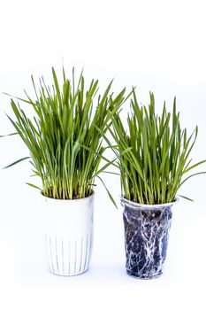 Close up of two small pots containing wheat grass in them isolated on white.