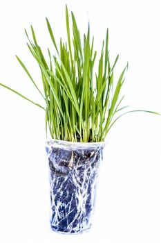 Wheatgrass isolated on white.Wheatgrass is the freshly sprouted first leaves of the common wheat plant, used as a food, drink, or dietary supplement.