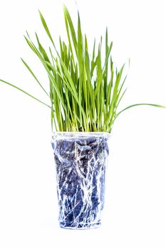 Wheatgrass isolated on white.Wheatgrass is the freshly sprouted first leaves of the common wheat plant, used as a food, drink, or dietary supplement.