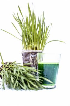 Wheatgrass and its extract/juice isolated on white.Wheatgrass is the freshly sprouted first leaves of the common wheat plant, used as a food, drink, or dietary supplement.