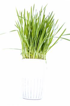 Close up of two small pots containing wheat grass in them isolated on white.