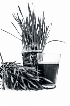 Wheatgrass and its extract/juice isolated on white.Wheatgrass is the freshly sprouted first leaves of the common wheat plant, used as a food, drink, or dietary supplement.