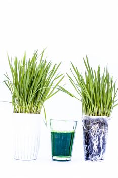 Wheatgrass and its extract/juice isolated on white.Wheatgrass is the freshly sprouted first leaves of the common wheat plant, used as a food, drink, or dietary supplement.