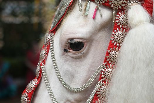 Horse Decoration in a wedding