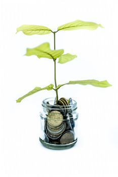 A glass jar full of coins and plant growing through it. Concept of savings, interest, fixed deposits, pension, social security cheque, Isolated on white.