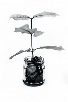 A glass jar full of coins and plant growing through it. Concept of savings, interest, fixed deposits, pension, social security cheque, Isolated on white.